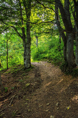 Fototapeta na wymiar explore wilderness scenery of carpathian forests. path among the trees. nature background with green foliage