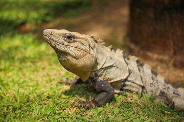 iguana in the wild in the Caribbean symbolizes the beauty and diversity of nature, and the importance of preserving and protecting natural habitats