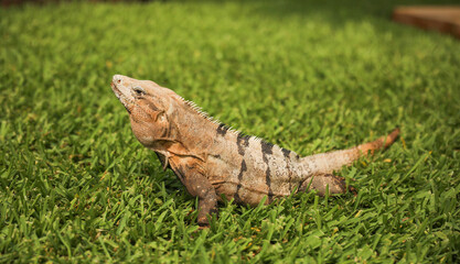 iguana in the wild in the Caribbean symbolizes the beauty and diversity of nature, and the importance of preserving and protecting natural habitats