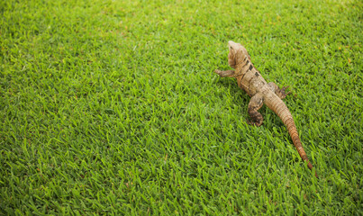 iguana in the wild in the Caribbean symbolizes the beauty and diversity of nature, and the importance of preserving and protecting natural habitats