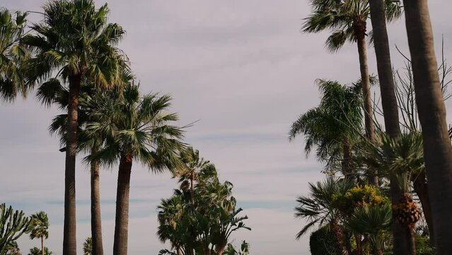 Palm Trees On Background Of Blue Sky. Wind Moves Palm Trees.