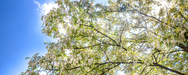 White acacia on a sunny day. Fragrant delicious flowers on the tree. Fresh petals of pseudoacacia flowers. Ornamental honey plant with pollen on a sunny day