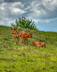 terneros en las montañas de los ancares