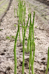 Grüner Spargel, ein Geschenk der Natur
