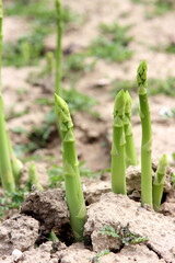 Grüner Spargel frisch vom Feld