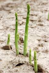 Grüner Spargel frisch vom Feld