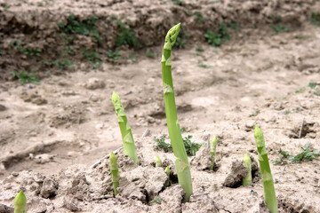 Grüner Spargel frisch vom Feld