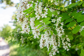 Bright green foliage on acacia trees. Fresh flora. Blooming white acacia in nature in the spring.