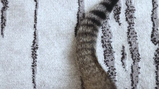 tabby cat kitty kitten tail on carpet inside home domestic pet.animals hiding under bed