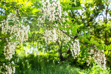 White acacia on a sunny day. Fragrant delicious flowers on the tree. Fresh petals of pseudoacacia flowers. Ornamental honey plant with pollen on a sunny day