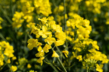 Canola flowers. Blooming flowering rapeseed canola or colza in latin Brassica Napus, plant for green energy and oil industry, rape seed.