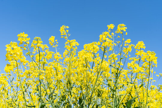 Canola flowers under clear blue sky. Blooming flowering rapeseed canola or colza in latin Brassica Napus, plant for green energy and oil industry, rape seed on blue sky background.