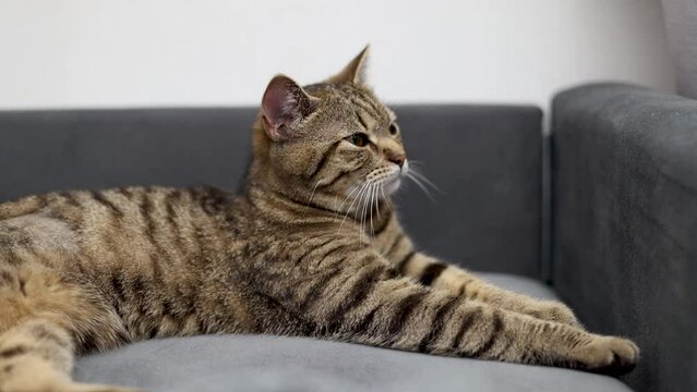 tabby cat domestic pet resting relax on sofa bed or chair.kitty in stripes lying on bed falling asleep tired animal.love and care pets high quality 4k.top or side view outstreched paws closed eyes