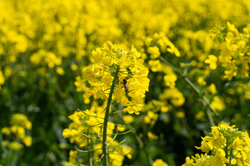 Canola flowers under clear blue sky. Blooming flowering rapeseed canola or colza in latin Brassica Napus, plant for green energy and oil industry. Honey bee collecting pollen and nectar, pollinating.
