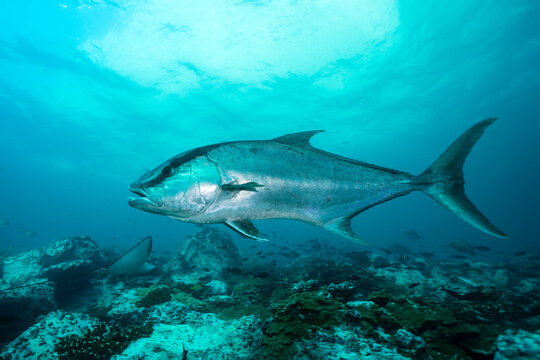 Longfin yellowtail, Seriola rivoliana, in Malpelo, Colombian Pacific