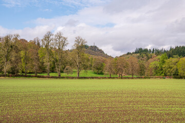 field of neatly planted grain in spring on the edge of  scottish village  with hedge line, trees and blue sky in background. room for text shot in comrie perthshire
