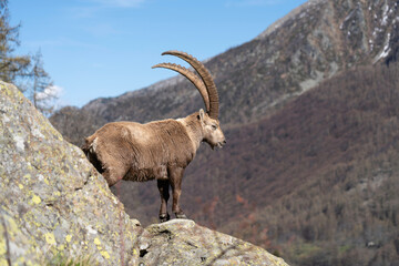 wild alpine capra ibex grazing in the mountain (italian alps). gran paradiso national park. blurred background