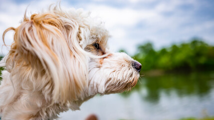 Cockapoo - 1 Jahr alt 