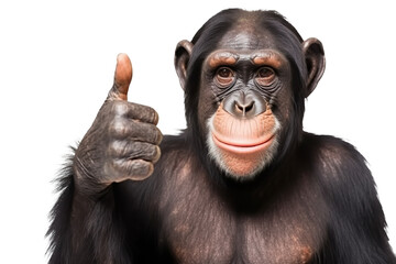 A chimpan holding a banana up to the camera created with Generative AI technology. Isolated - obrazy, fototapety, plakaty