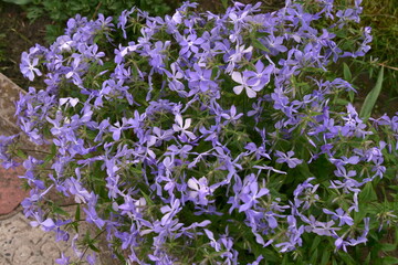 Fototapeta premium purple flowers bloom in spring