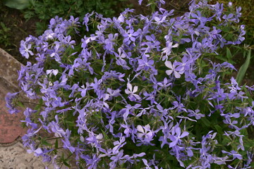 Obraz premium purple flowers bloom in spring
