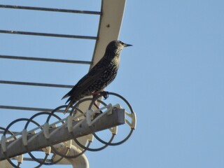 oiseau posé sur une antenne