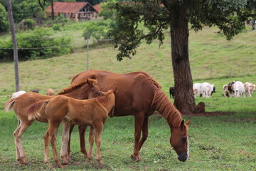 Fototapeta premium brown horse grazing in the zoo