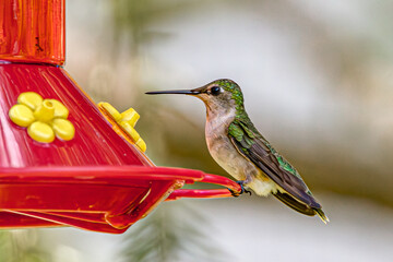 hummingbird in flight