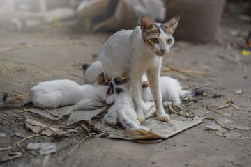 Naklejka na ściany i meble Cat breastfeeding kittens