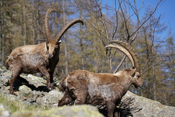 wild alpine capra ibex grazing in the mountain (italian alps). gran paradiso national park. blurred background