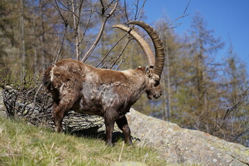 wild alpine capra ibex grazing in the mountain (italian alps). pian della mussa natural park, balme. blurred background