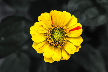 yellow Zinnia elegans on a black background with leaves