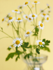 soft selective focus, blooming daisies in glass vase on yellow background. still life composition of white flowers. florist plant care. gift for birthday and mother's day, March 8. cute wildflowers