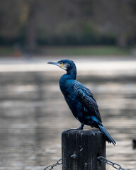 Obraz premium blue heron on a pier