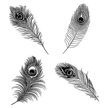 set of peacock feathers vector