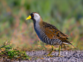 Fototapeta premium Sora Rail or Sora Crake portrait in Spring