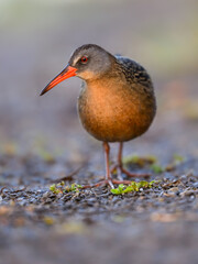 Virginia Rail closeup portrait in Spring