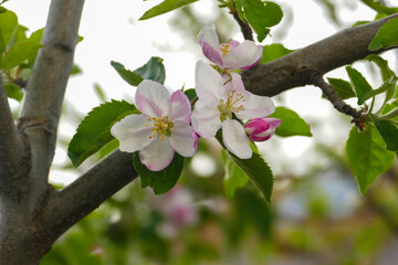flowering pear tree in nature,flower of pear tree close-up,fruit trees in bloom,