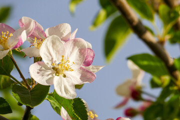 flowering pear tree in nature,flower of pear tree close-up,fruit trees in bloom,