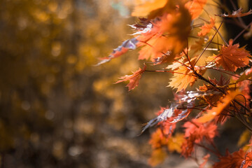 Maple in the autumn forest on a blurry background. Close-up. Autumn wallpaper. Copy space.