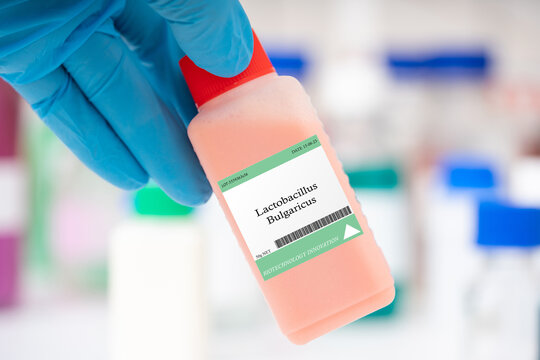 Lactobacillus bulgaricus