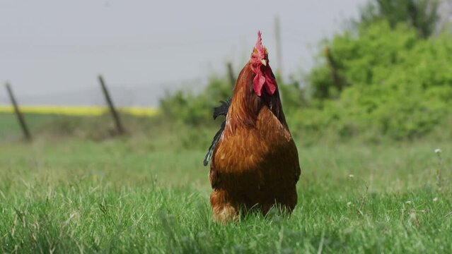 Rooster enjoying the sunshine in the meadow