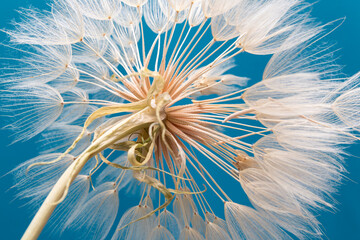 dandelion goatbeard on turquoise background