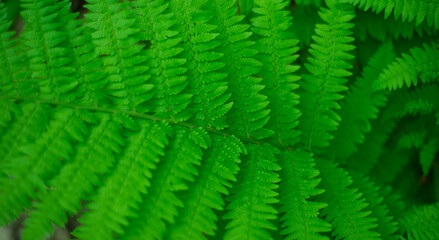 Natural forest green backgrounds. Fern branch. Small leaves on branches.