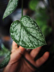 scindapsus pictus silver splash and could exotic green plants 