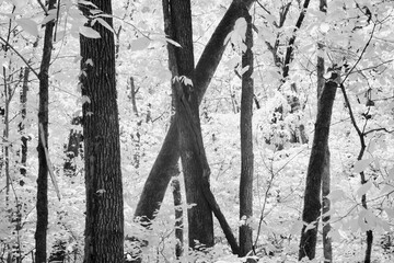 Black and white forest trees taken with high contrast infra red camera.