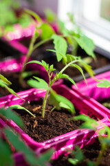 Tomato seedlings in the spring. Seedlings of tomatoes grown for the garden