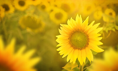 Fototapeta premium Beautiful sunflower at the summer field with light sky.