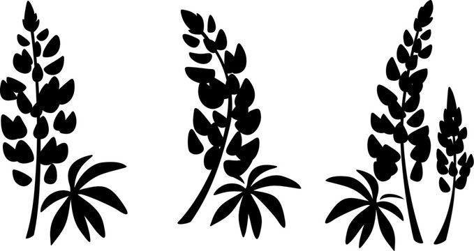 Lupine flowers. Black silhouettes of lupine flowers isolated on a white background. Set of vector illustrations