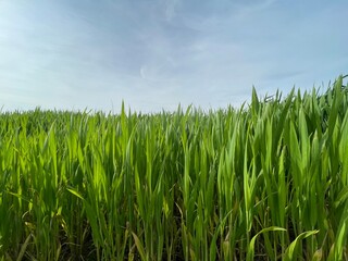 Grünes Panorama mit Gras und blauem Himmel